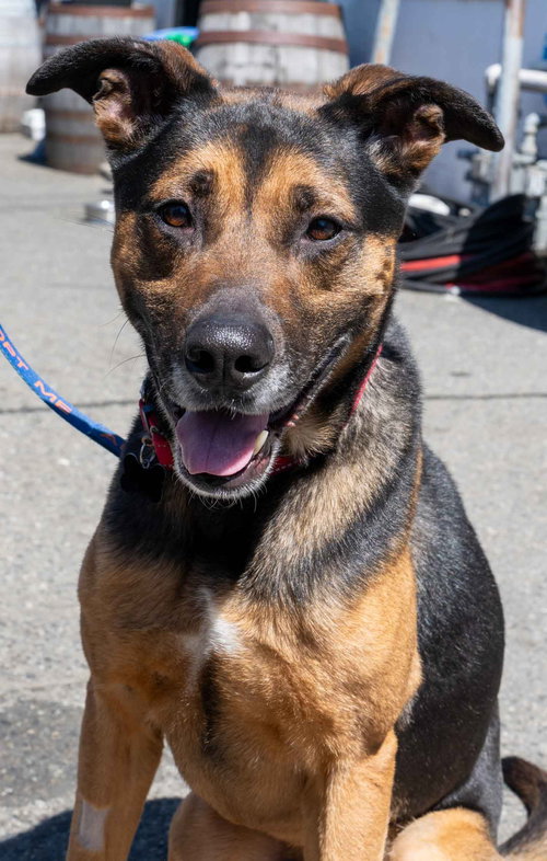 Ranger, an adoptable German Shepherd Dog in Seattle, WA