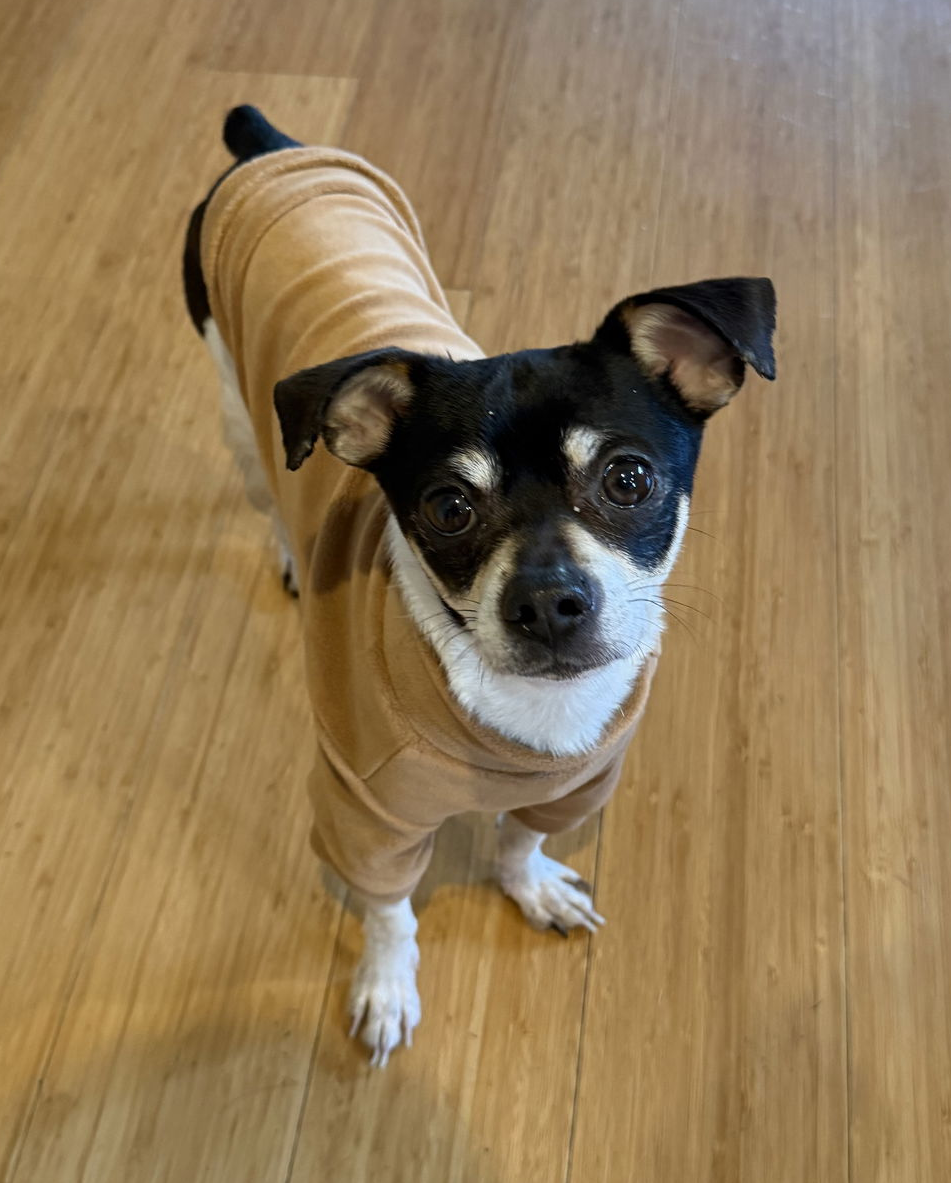 Chihuahua