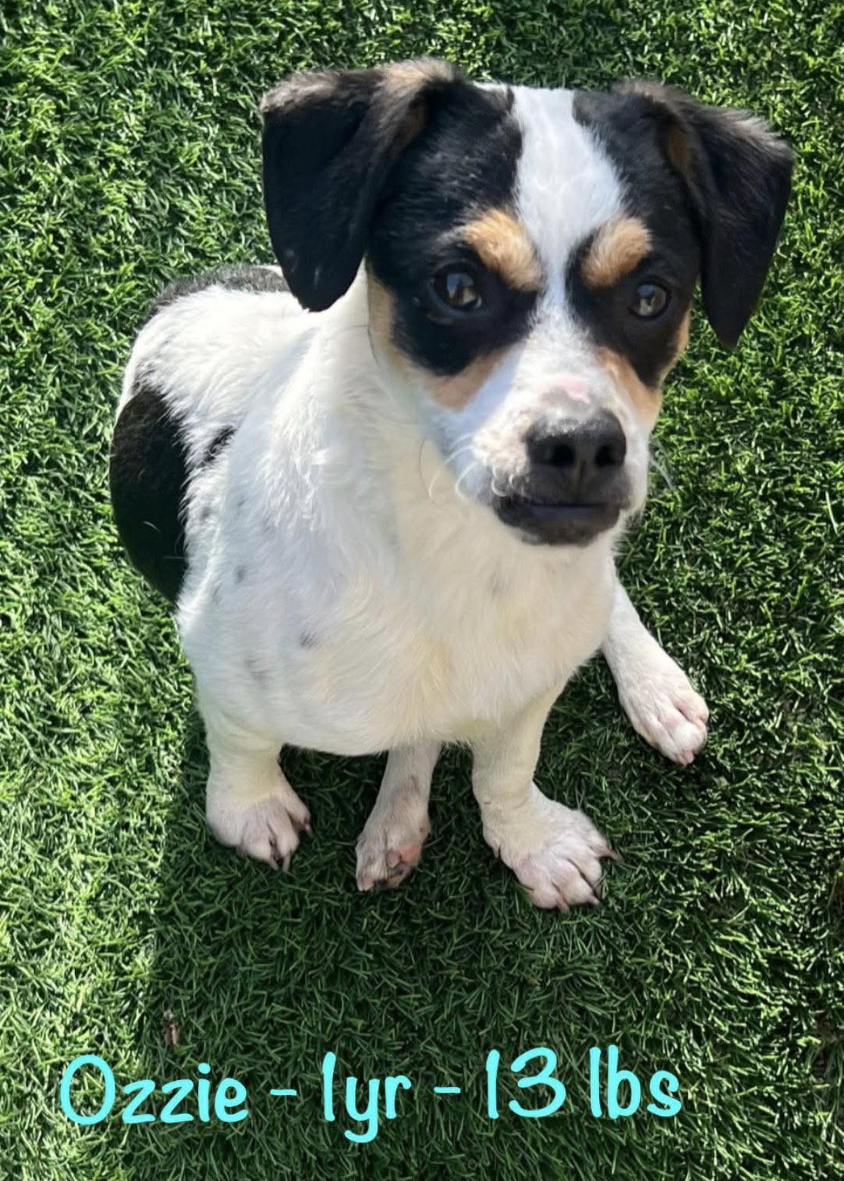 Chihuahua