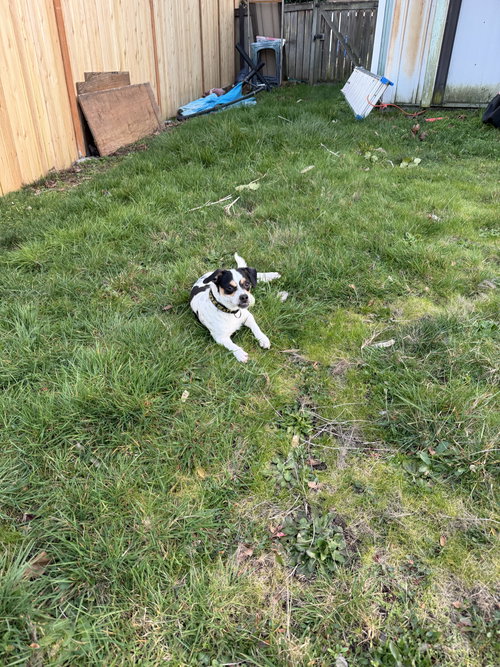 OZZIE - Chihuahua available for adoption