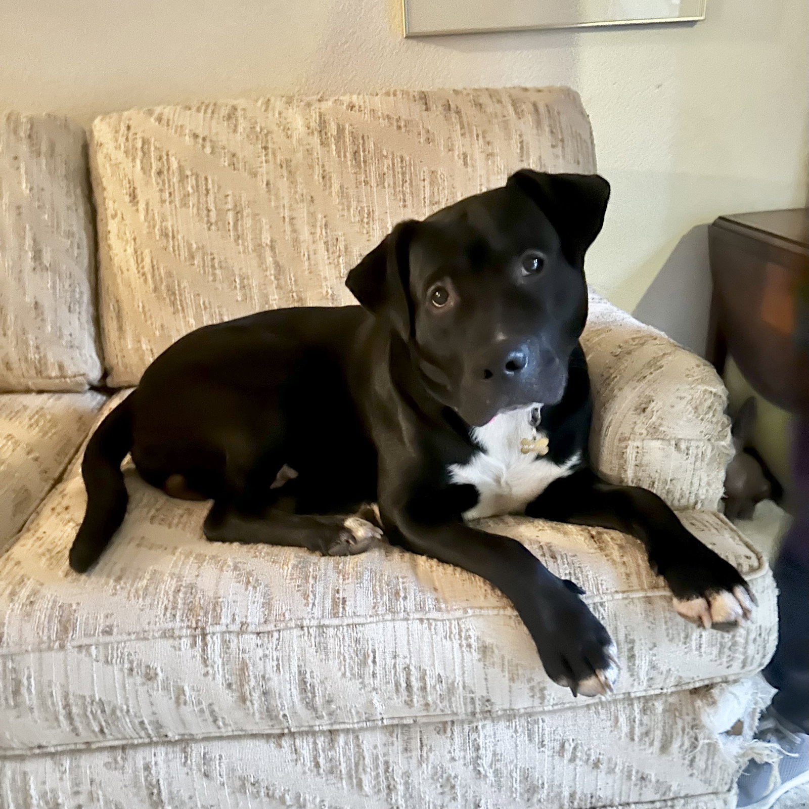 Labrador Retriever