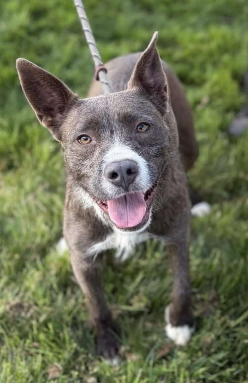 HAZEL - Pit Bull Terrier available for adoption