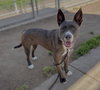 Hazel - Photo 2