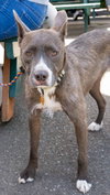 Hazel - Photo 8