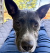 Hazel - Photo 3