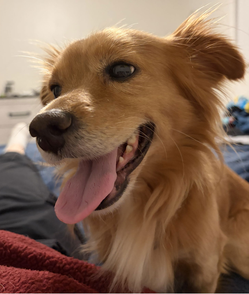 *Rooster - HOLD, an adoptable Chihuahua in Seattle, WA
