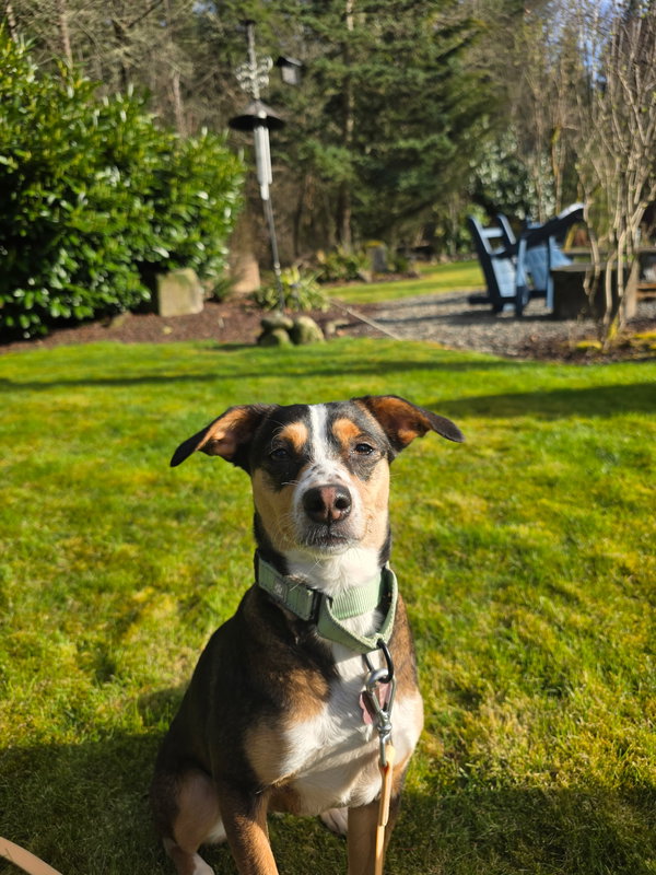 Nova