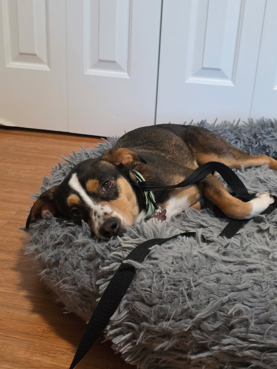 Nova