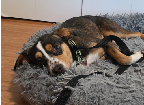 Nova