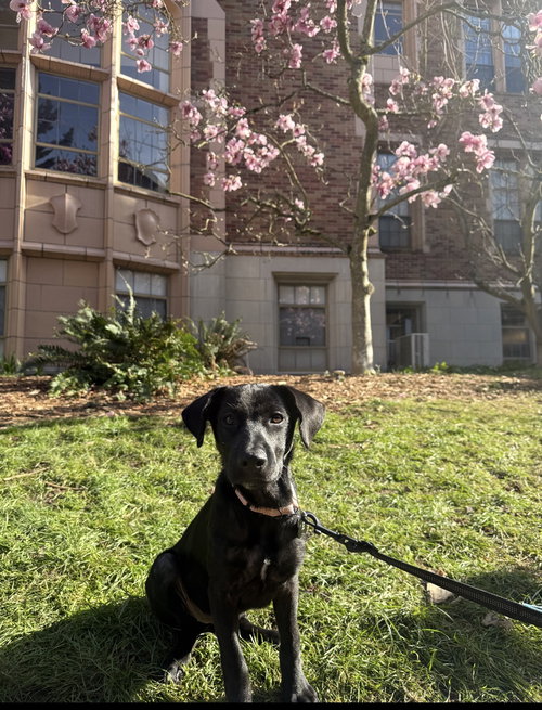 picture of the dog needing adoption