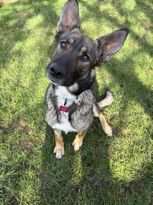 Bonnie, an adoptable German Shepherd Dog in Seattle, WA