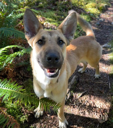 Clyde, an adoptable German Shepherd Dog in Seattle, WA