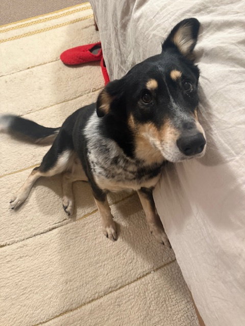 Sunny, an adoptable Border Collie in Seattle, WA