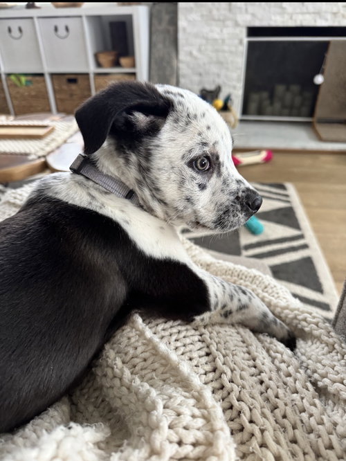 picture of the dog needing adoption
