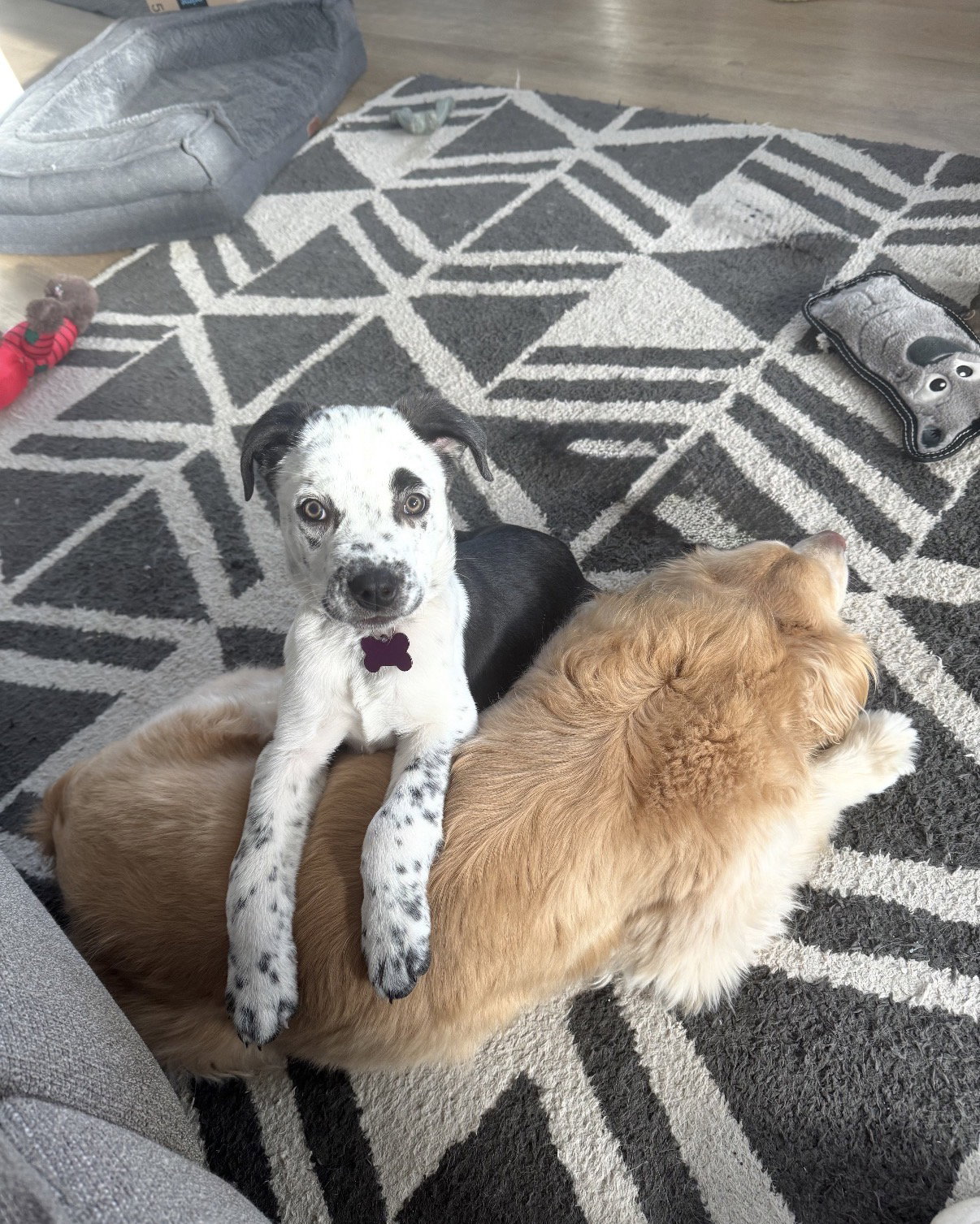Riley Image