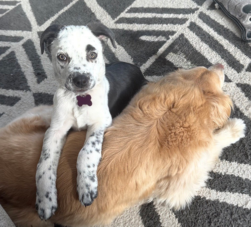 Riley, an adoptable Cattle Dog in Seattle, WA