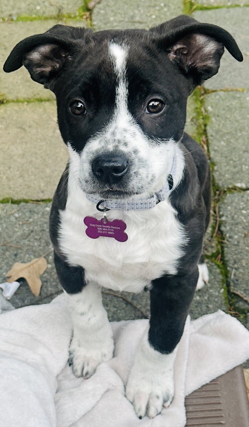 picture of the dog needing adoption
