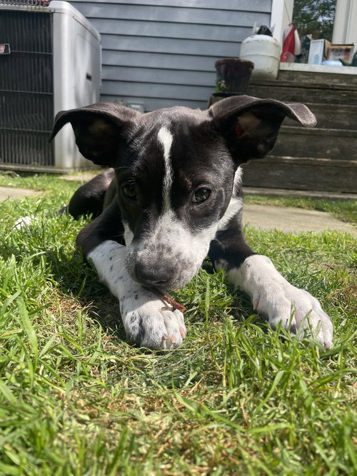 Paddy, an adoptable Cattle Dog in Seattle, WA