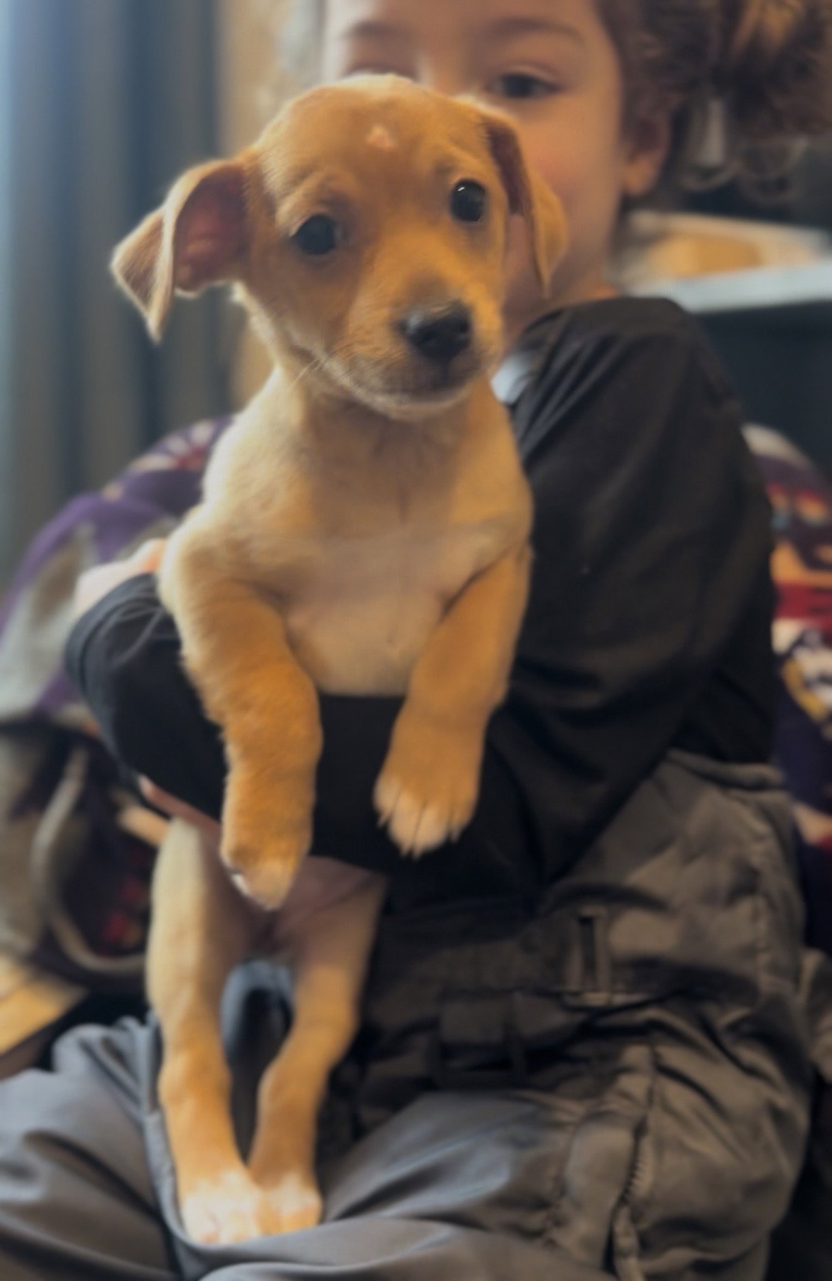 Yzma - Adoption Pending Image