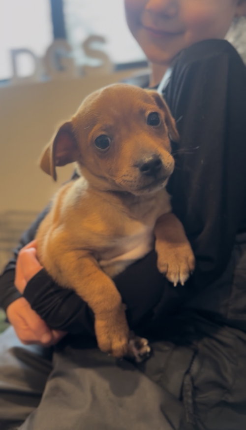 picture of the dog needing adoption