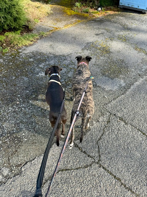 Trixie, photo 10