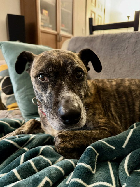 Trixie photo 5