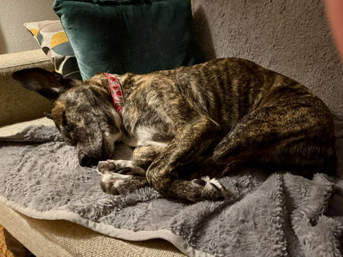 Trixie photo 6