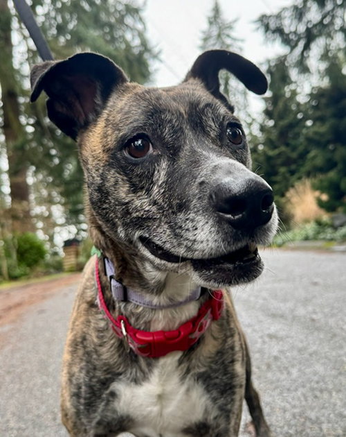 Trixie, an adoptable Whippet in Seattle, WA