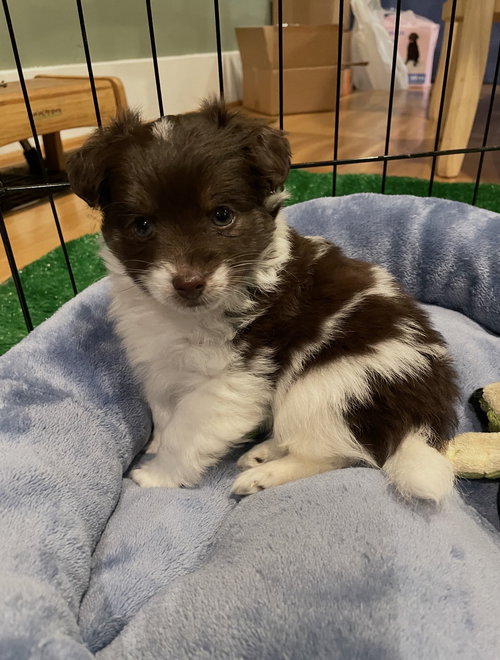 Thumper, an adoptable Chihuahua in Seattle, WA