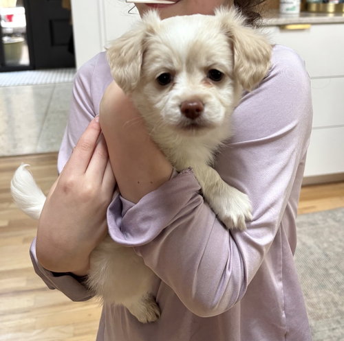 Hopper, an adoptable Chihuahua in Seattle, WA