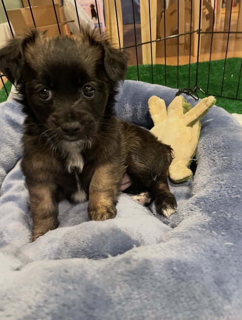 Ducky, an adoptable Chihuahua in Seattle, WA