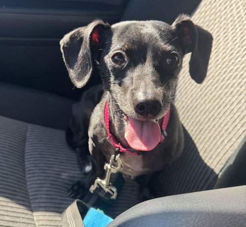 picture of the dog needing adoption
