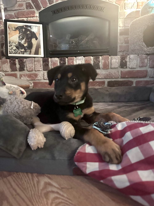 Moe, an adoptable Cattle Dog in Seattle, WA