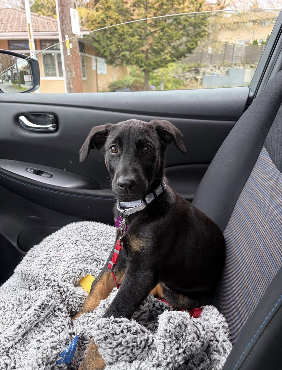 Vera - Adoption Pending