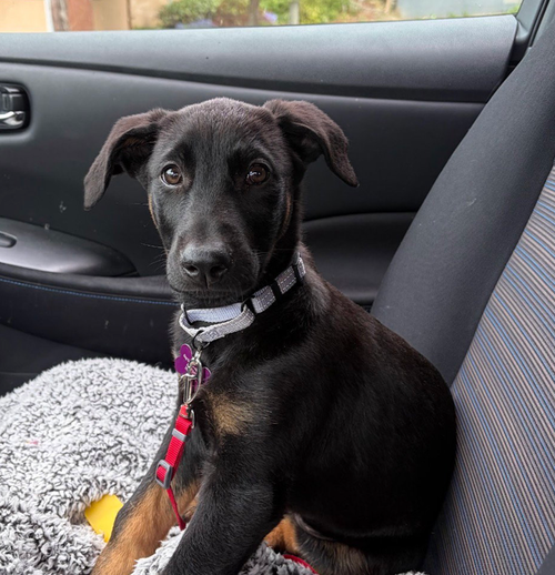 Vera, an adoptable Doberman Pinscher in Seattle, WA