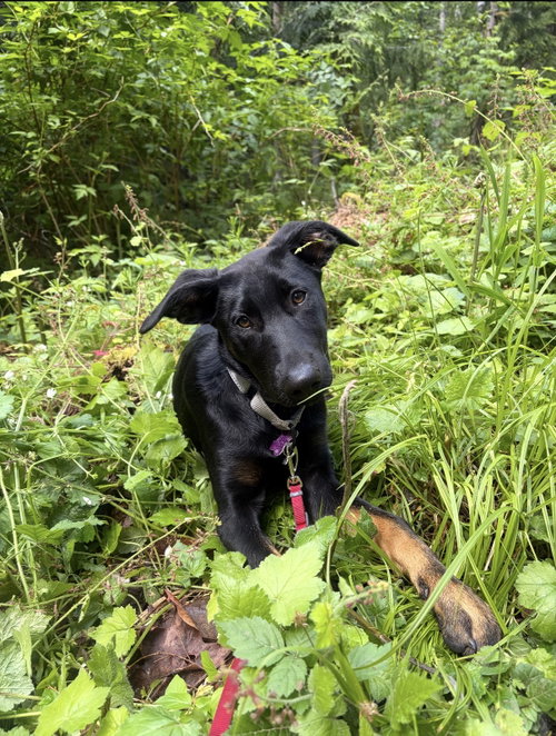 Vera - Adoption Pending, an adoptable Doberman Pinscher in Seattle, WA