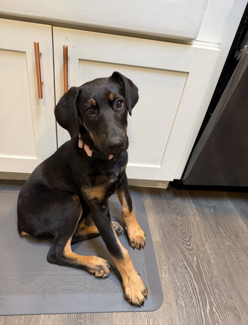 Vada, an adoptable Doberman Pinscher in Seattle, WA