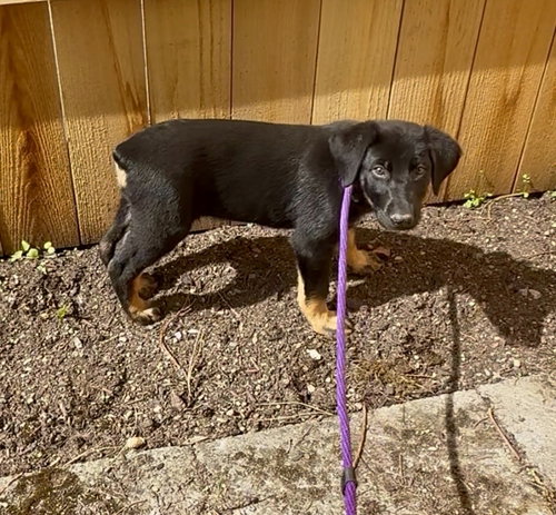 Viola, an adoptable Doberman Pinscher in Seattle, WA