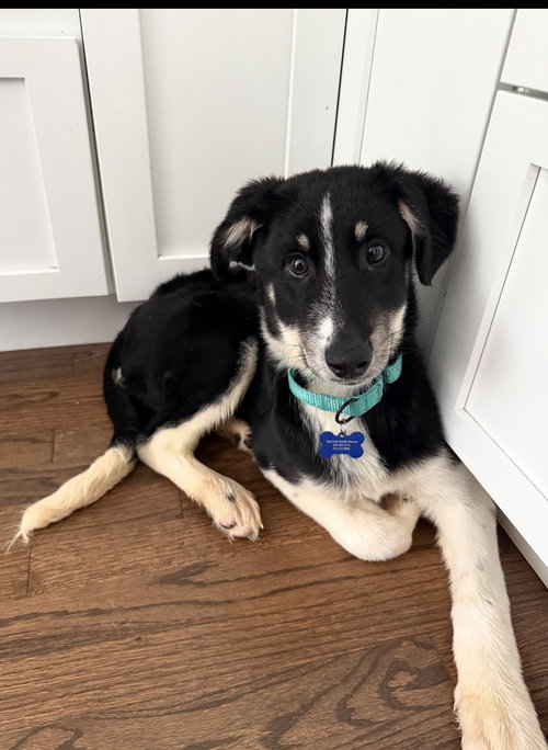 Bennett, an adoptable Husky in Seattle, WA