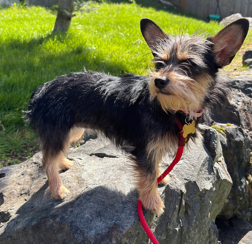 Sandy, an adoptable Yorkshire Terrier Yorkie in Seattle, WA