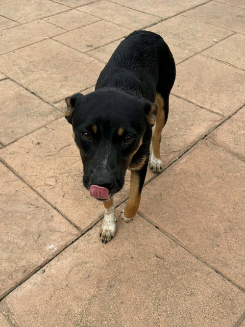 Marnie, an adoptable Terrier in Seattle, WA