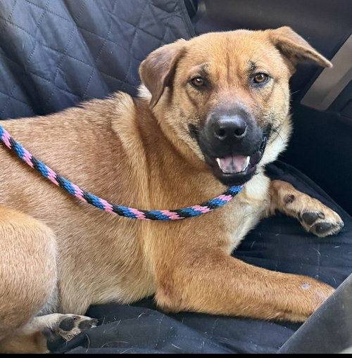 Harper, an adoptable Shepherd in Seattle, WA