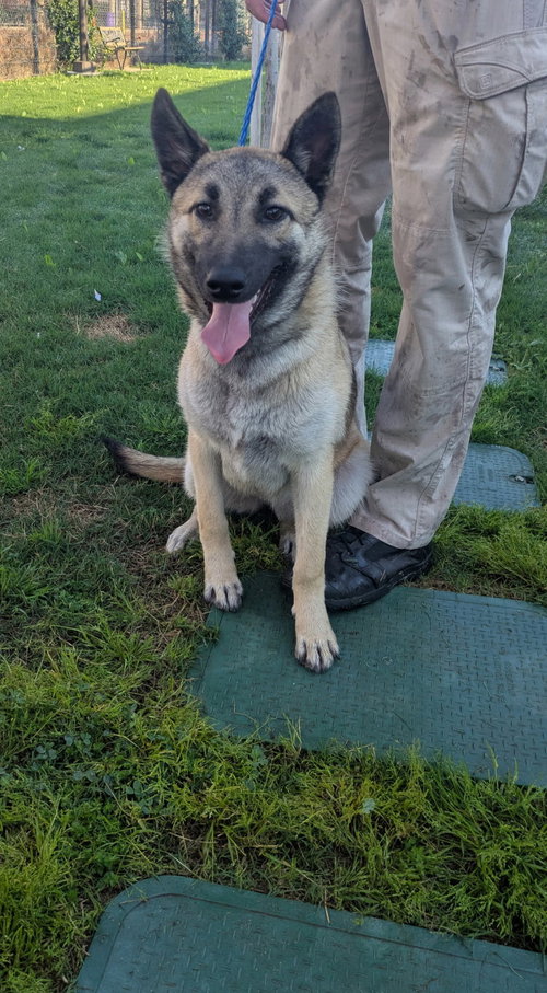 Lovey, an adoptable Shepherd in Seattle, WA