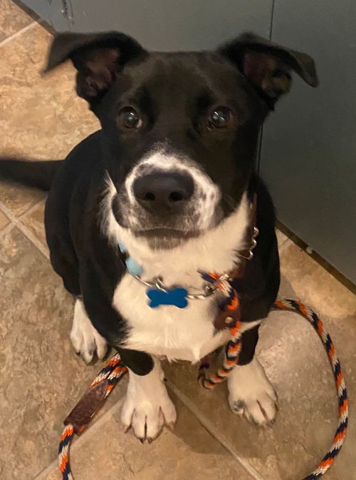 Romper, an adoptable Labrador Retriever in Seattle, WA