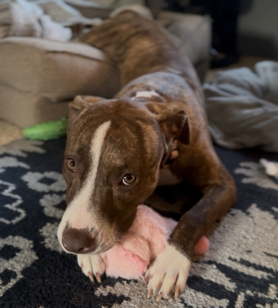 Kiki, photo 20