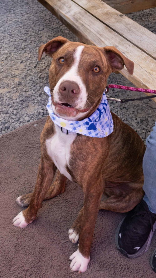 Kiki, an adoptable American Staffordshire Terrier in Seattle, WA