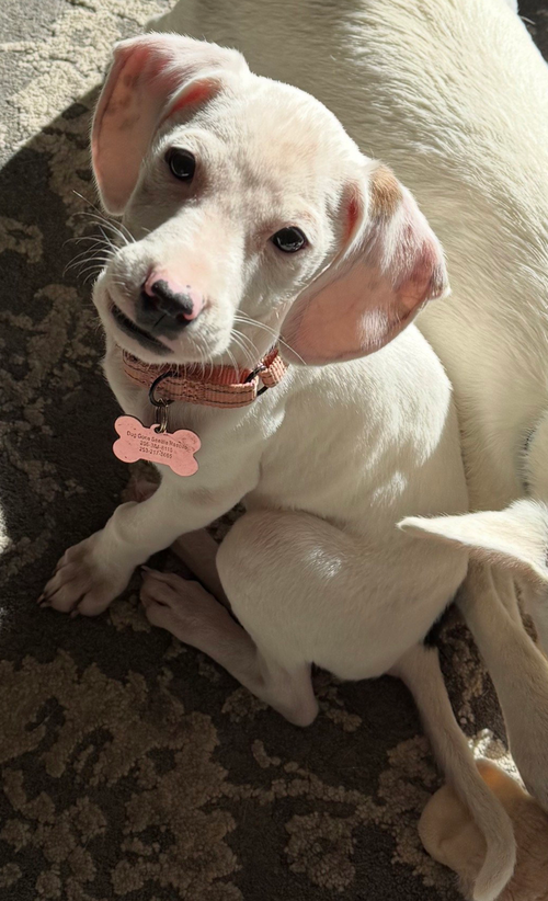 Nila, an adoptable Beagle in Seattle, WA