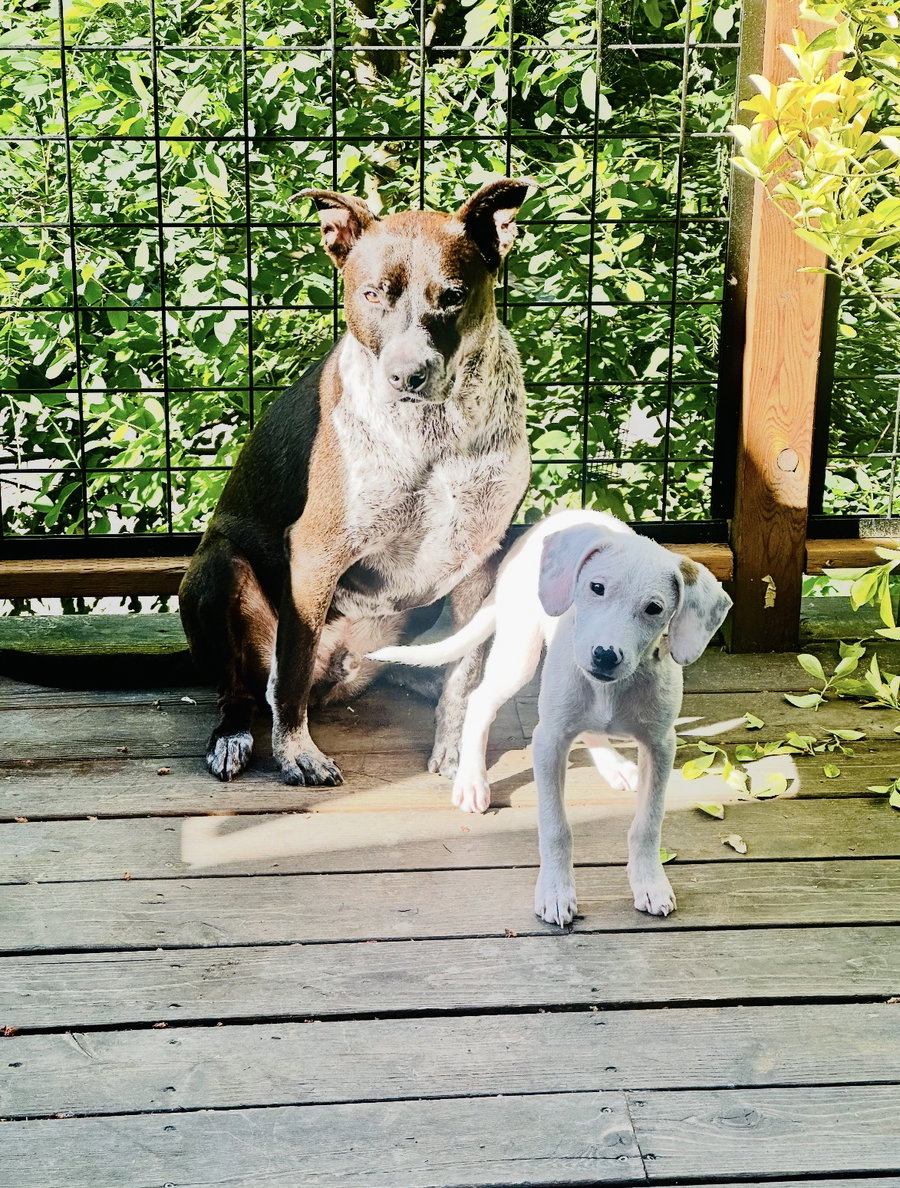 Nila