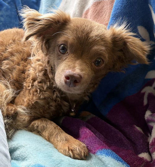 Leni, an adoptable Chihuahua in Seattle, WA
