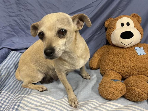 Honey, an adoptable Chihuahua in Seattle, WA